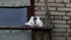 Vystrašiť holuby z parapetu a balkóna: spôsoby